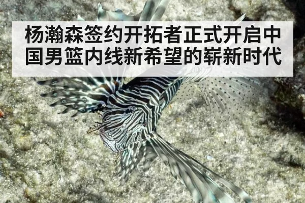杨瀚森签约开拓者正式开启中国男篮内线新希望的崭新时代